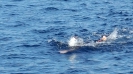 Romano Mombelli